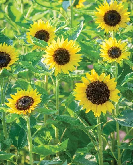 Busy Bee Sunflower