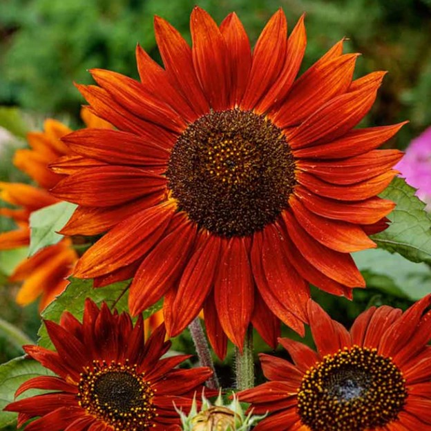 Velvet Queen Sunflower