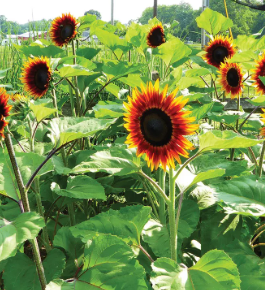 Firecatcher Sunflower
