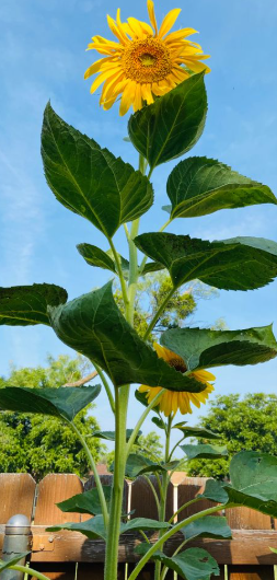 Pikes Peak Sunflower