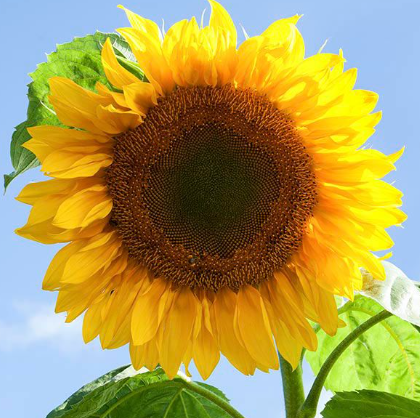 Mammoth Sunflower
