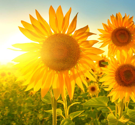 Sunshine Sunflower