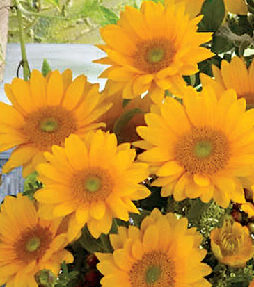 Vincent's Fresh Sunflower