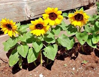 Dwarf Sunspot Sunflower