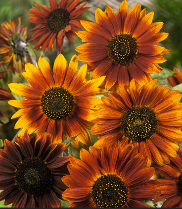 Mardi Gras Sunflower