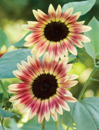 Strawberry Blonde Sunflower