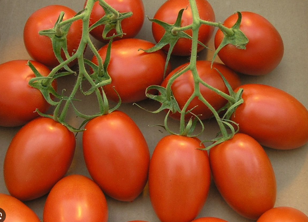 Roma Tomato