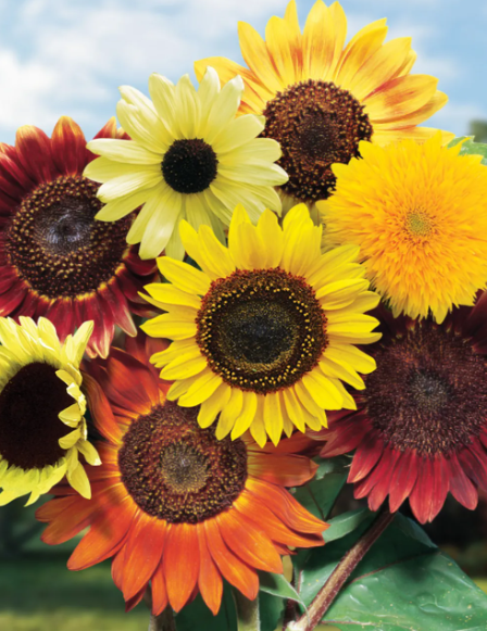 Variety Mix Sunflower