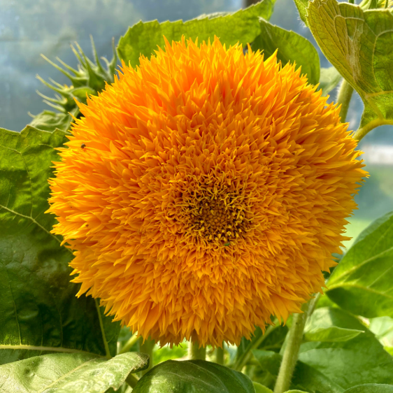Teddy Bear Sunflower