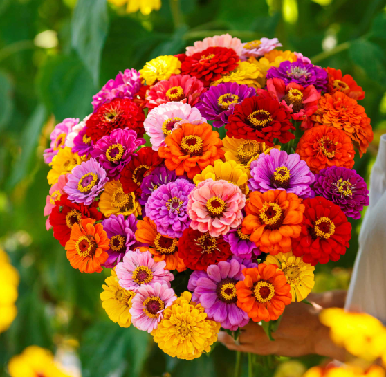Zinnias