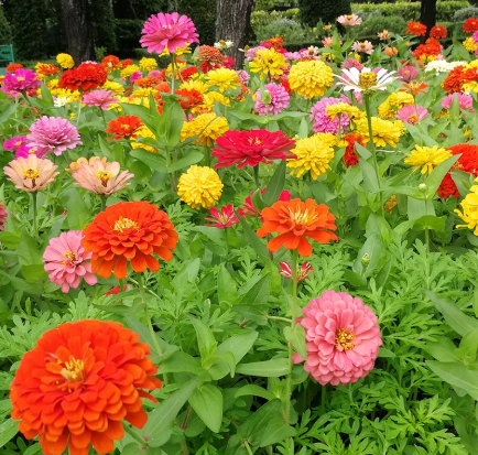Zinnias