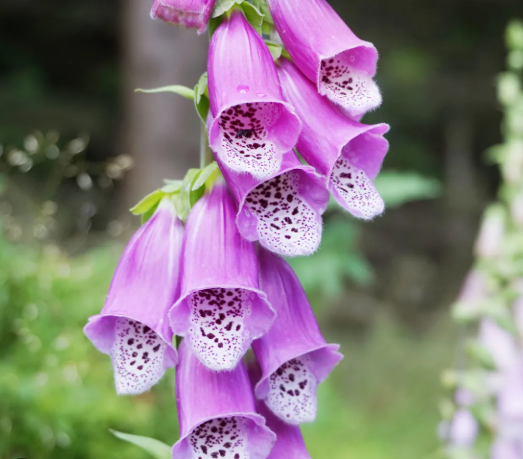 Foxgloves