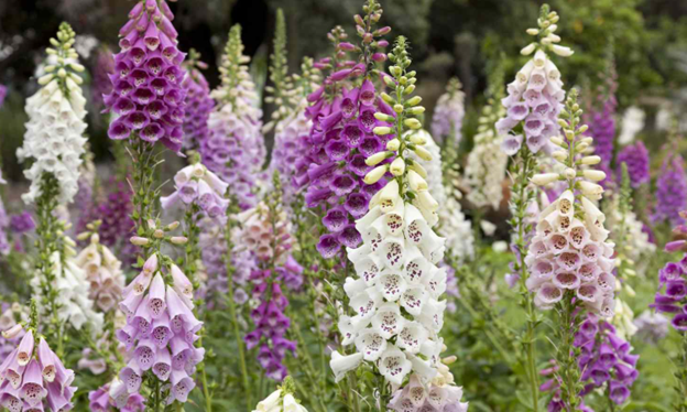 Foxgloves