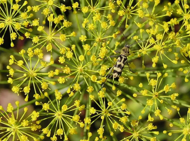 Bouquet Dill Herb