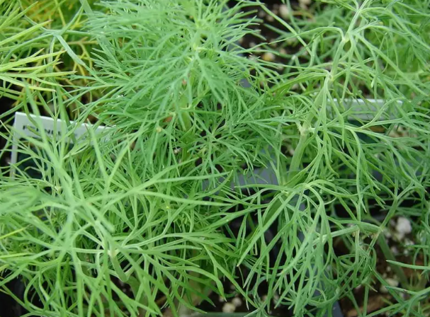 Bouquet Dill Herb