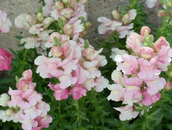 Apple Blossom Snapdragon