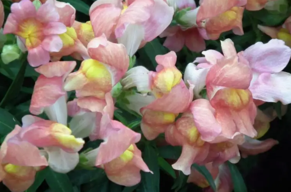 Apple Blossom Snapdragon