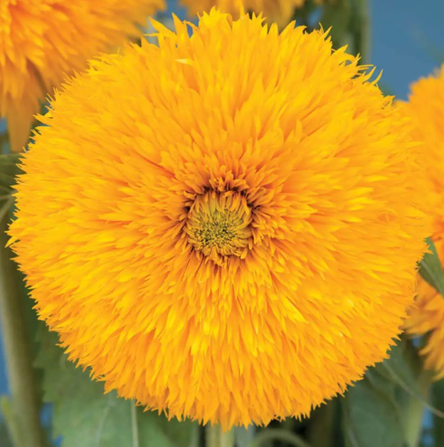 Double Sunking Sunflower