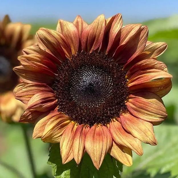 Procut Plum Sunflower