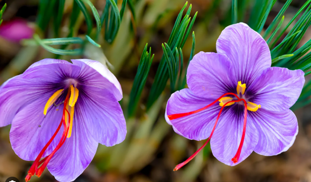 Crocus Sativus (Saffron)