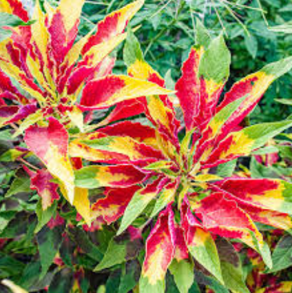 Amaranthus Tricolor