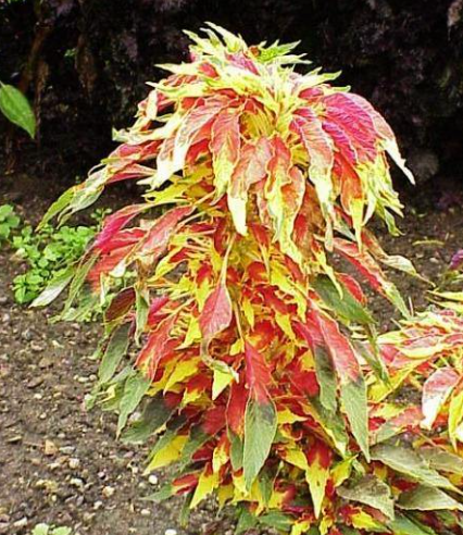 Amaranthus Tricolor