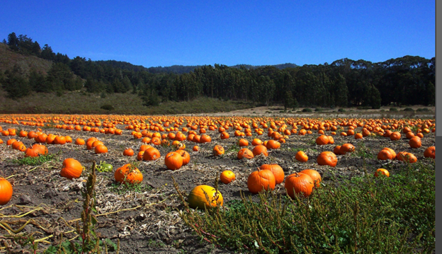 Pumpkin (Jack O'Lantern)