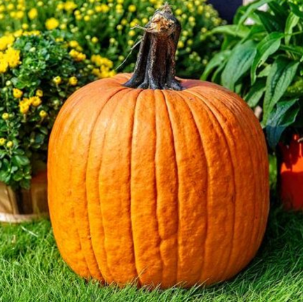 Pumpkin (Jack O'Lantern)