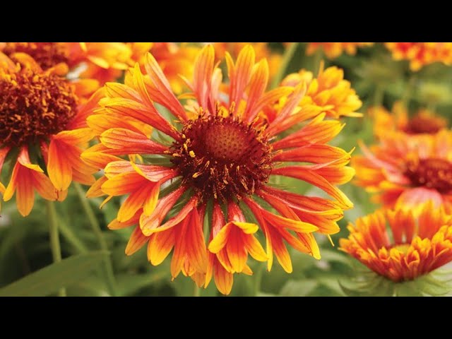 Gaillardia Flower