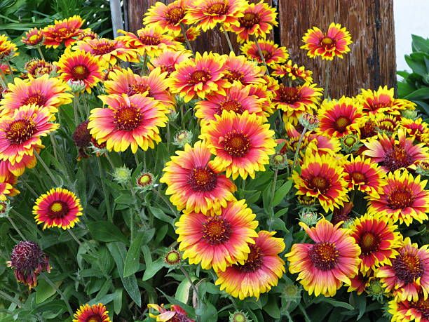 Gaillardia Flower