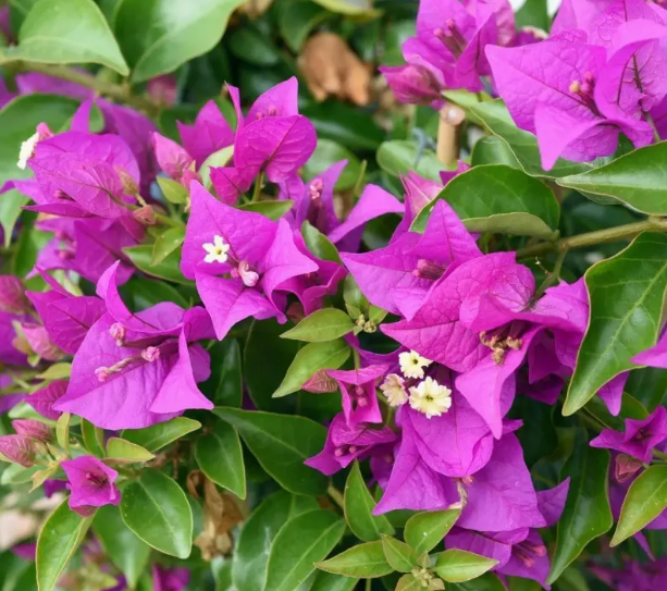 Bougainvillea