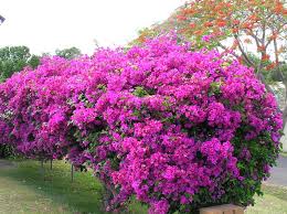 Bougainvillea