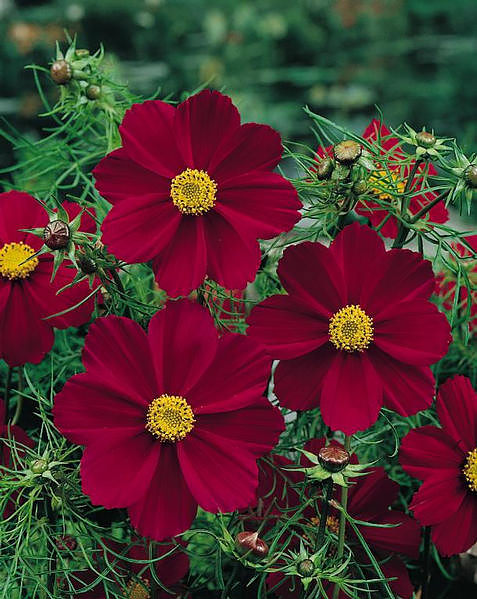 Cosmos, Purple