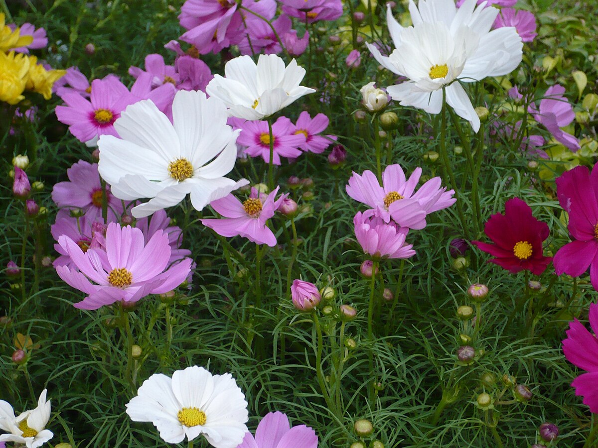 Cosmos, Purple