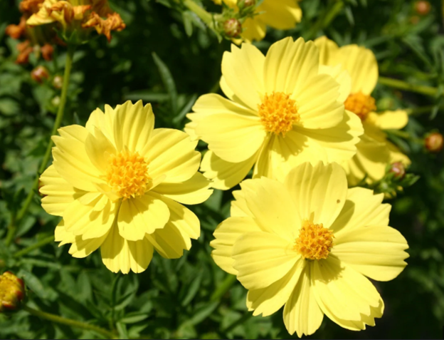 Cosmos, Yellow