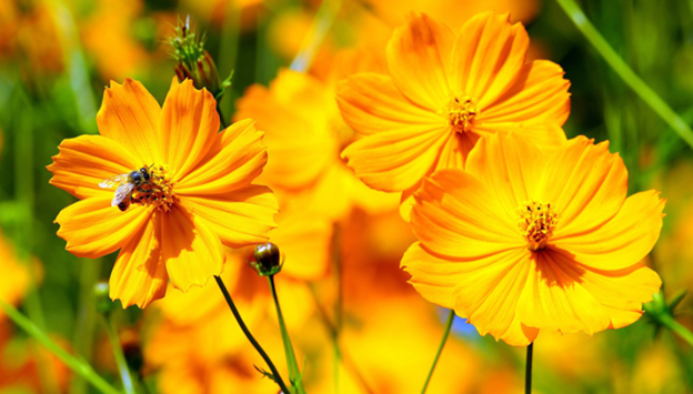 Cosmos, Yellow