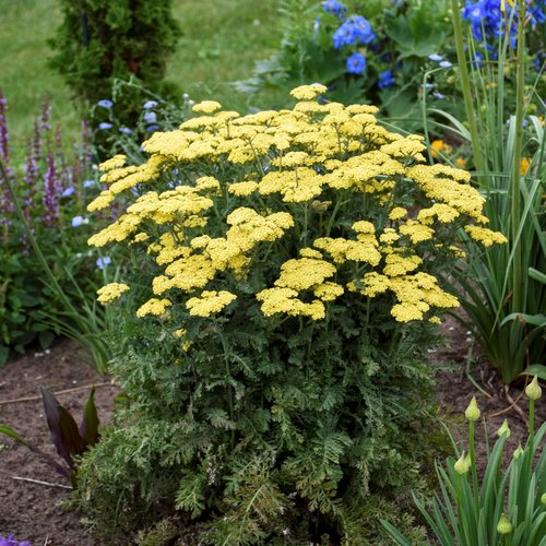 Yarrow