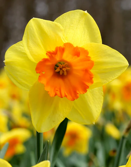 Daffodil