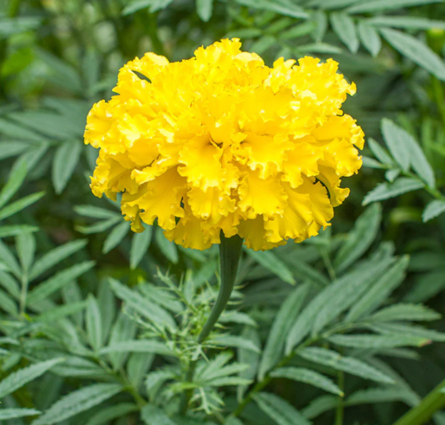 Marigolds (Yellow)