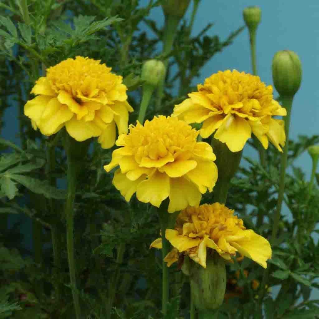 Marigolds (Yellow)