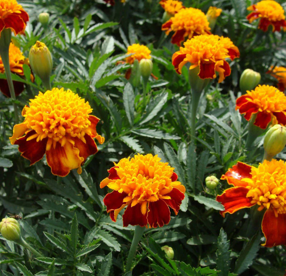 Marigolds (Orangish)