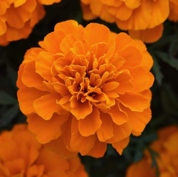 Marigolds (Orangish)
