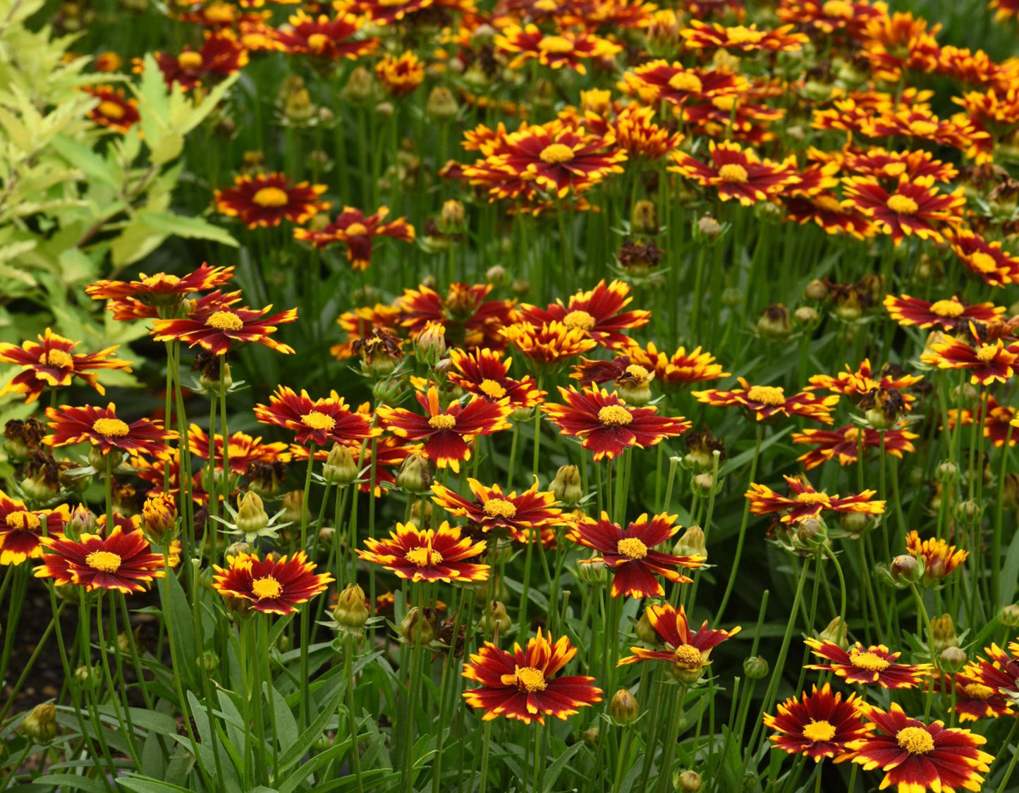 Coreopsis (Yellow)