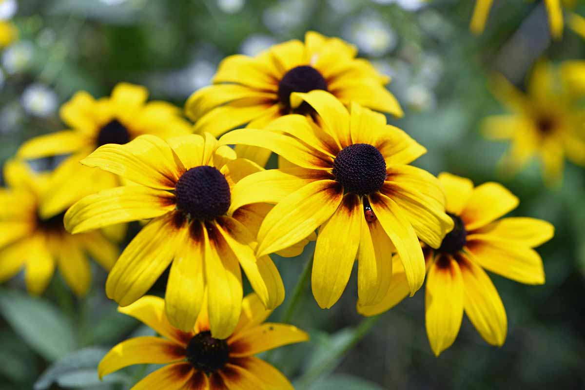 Black Eyed Susan