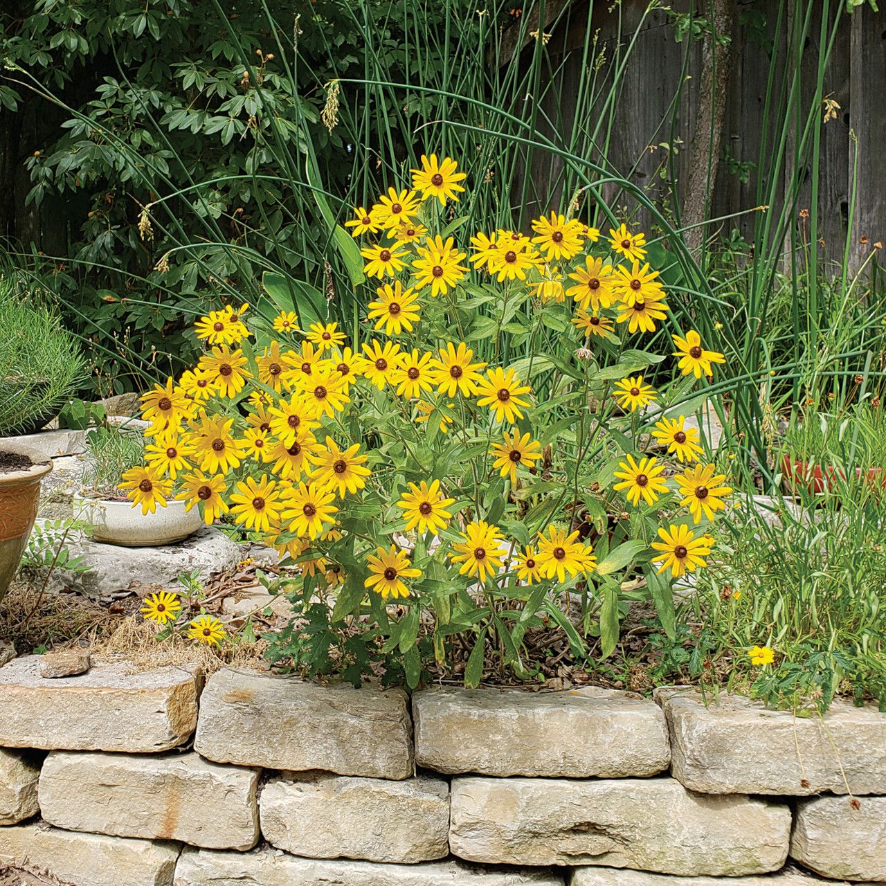 Black Eyed Susan
