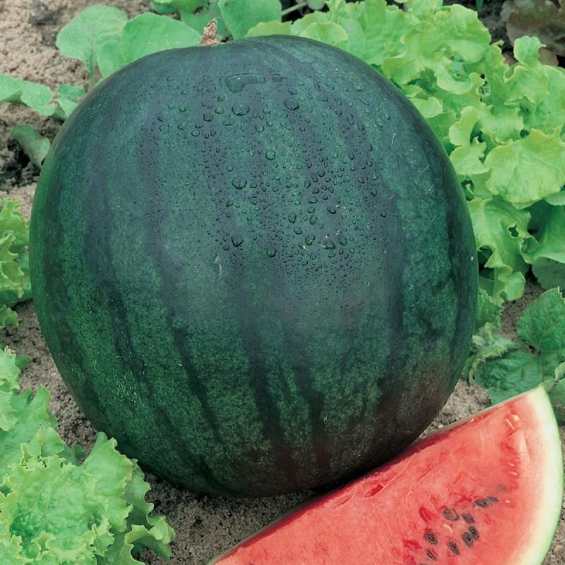 Sugar Baby Watermelon