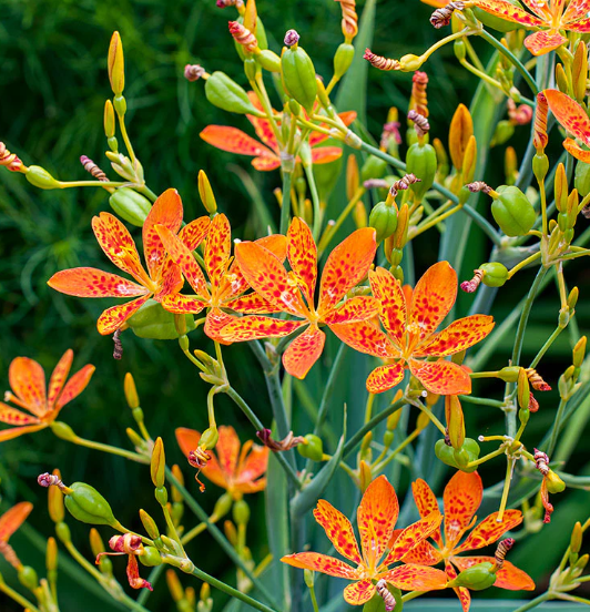 Blackberry Lily
