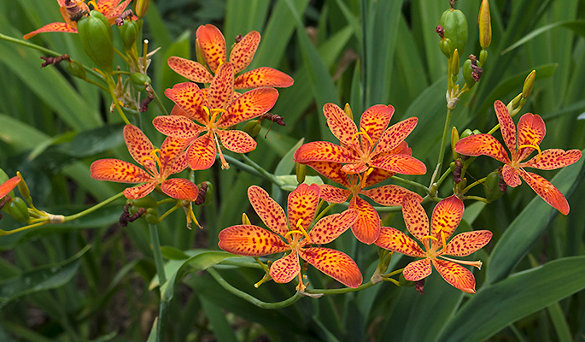 Blackberry Lily