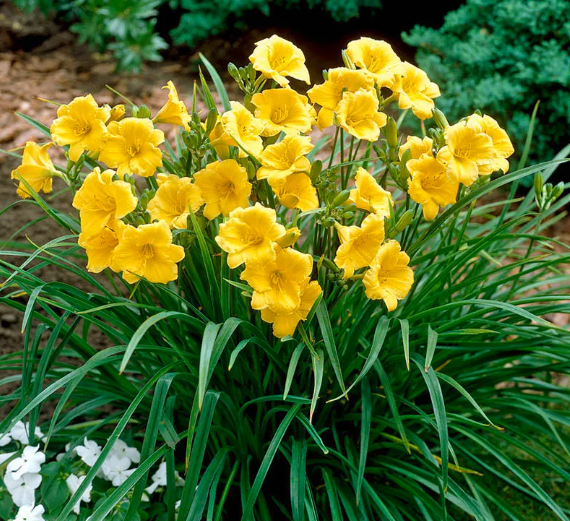 Stella D'oro