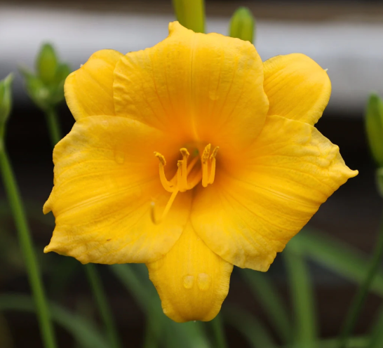 Stella D'oro